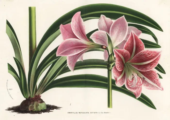 Framed Print : Hippeastrum reticulatum Framed Print : Hippeastrum reticulatum