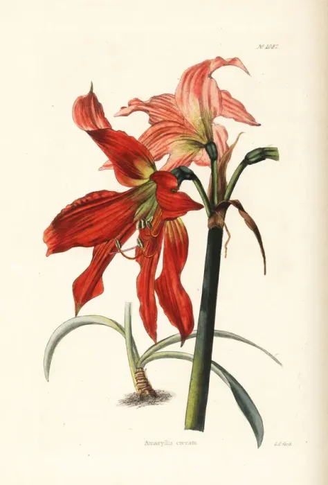 Framed Print : Hippeastrum striatum Framed Print : Hippeastrum striatum