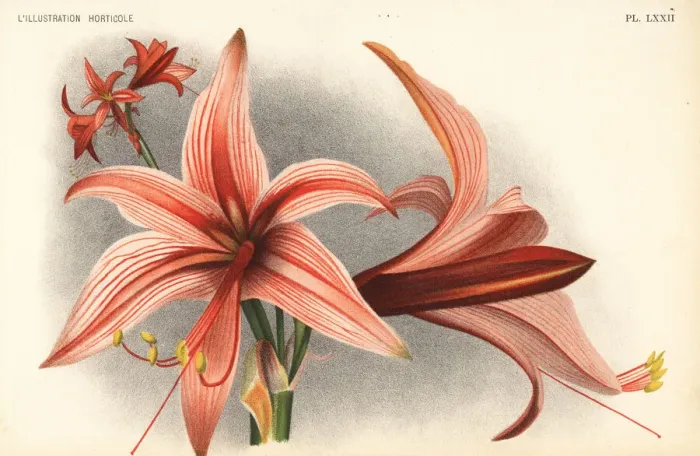 Framed Print : Hippeastrum stylosum Framed Print : Hippeastrum stylosum