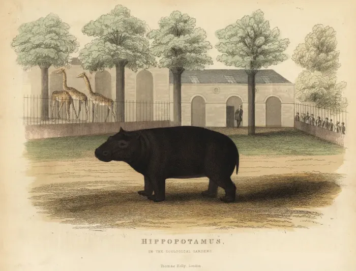 Framed Print : Hippo or hippopotamus, Hippopotamus amphibius Framed Print : Hippo or hippopotamus, Hippopotamus amphibius