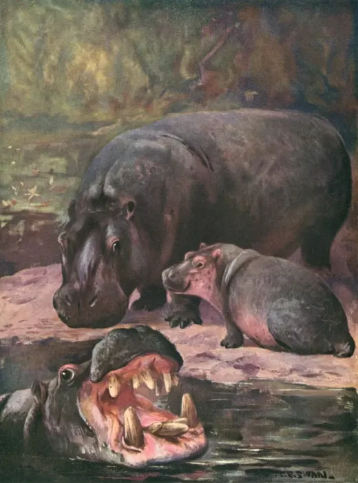 Framed Print : Hippopotami 1909 Framed Print : Hippopotami 1909