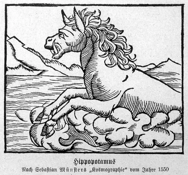 Hippopotamus 1550. Early depiction of a hippopotamus. Date: 1550