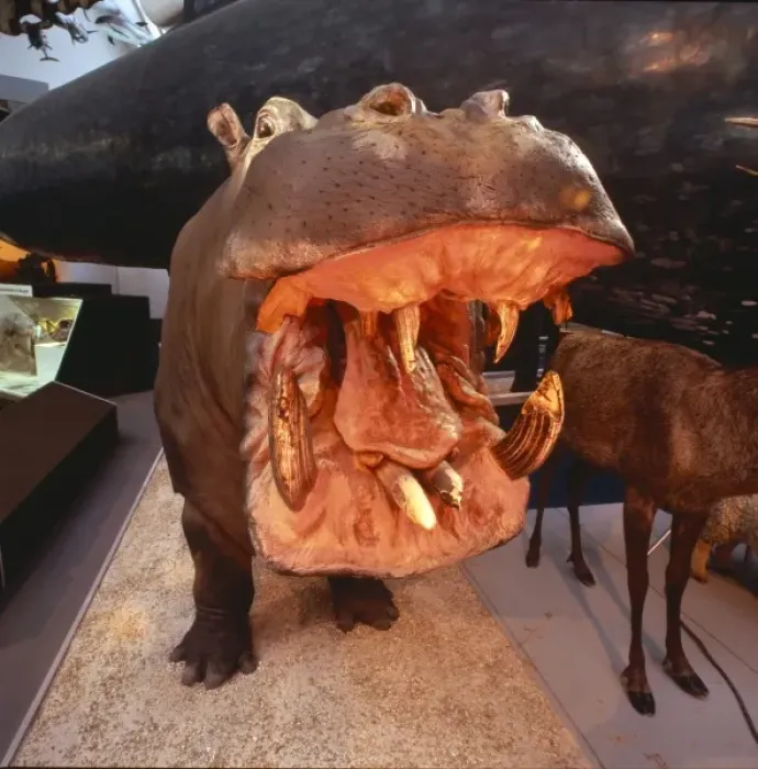 Framed Print : Hippopotamus amphibius, hippopotamus Framed Print : Hippopotamus amphibius, hippopotamus