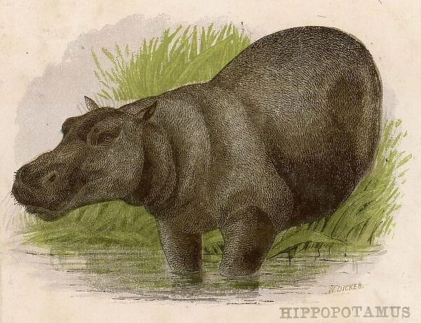 Hippopotamus C1880S