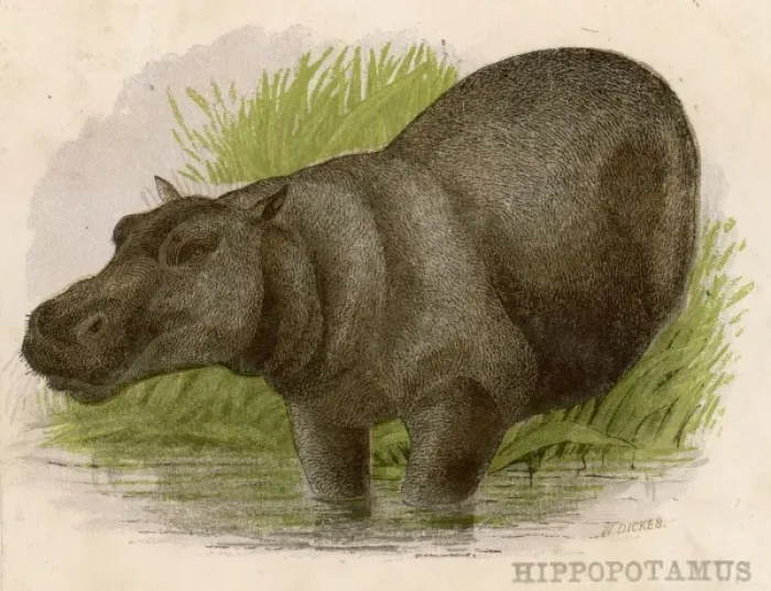 Framed Print : Hippopotamus C1880S Framed Print : Hippopotamus C1880S