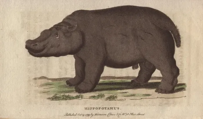 Framed Print : Hippopotamus, Hippopotamus amphibius Framed Print : Hippopotamus, Hippopotamus amphibius