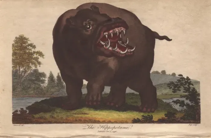 Framed Print : Hippopotamus, Hippopotamus amphibius Framed Print : Hippopotamus, Hippopotamus amphibius
