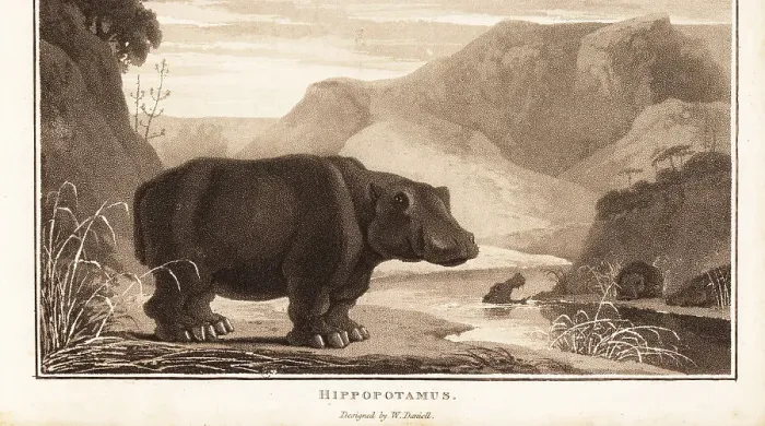Framed Print : Hippopotamus, Hippopotamus amphibius, near a river in Africa Framed Print : Hippopotamus, Hippopotamus amphibius, near a river in Africa