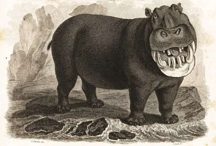 Framed Print : Hippopotamus, Hippopotamus amphibius Framed Print : Hippopotamus, Hippopotamus amphibius