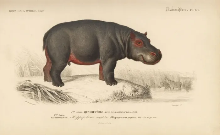 Framed Print : Hippopotamus, Hippopotamus amphibius (vulnerable) Framed Print : Hippopotamus, Hippopotamus amphibius (vulnerable)