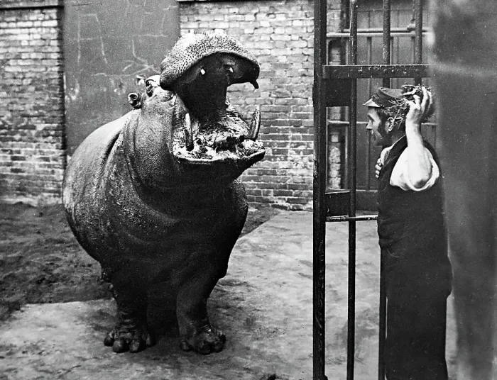 Framed Print : Hippopotamus and keeper, London Zoo, Victorian period Framed Print : Hippopotamus and keeper, London Zoo, Victorian period