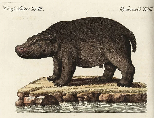 Hippopotamus, vulnerable