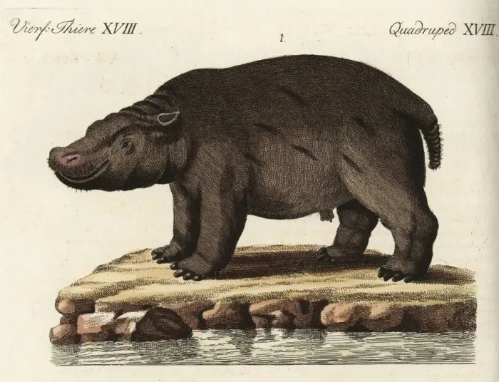 Framed Print : Hippopotamus, vulnerable Framed Print : Hippopotamus, vulnerable