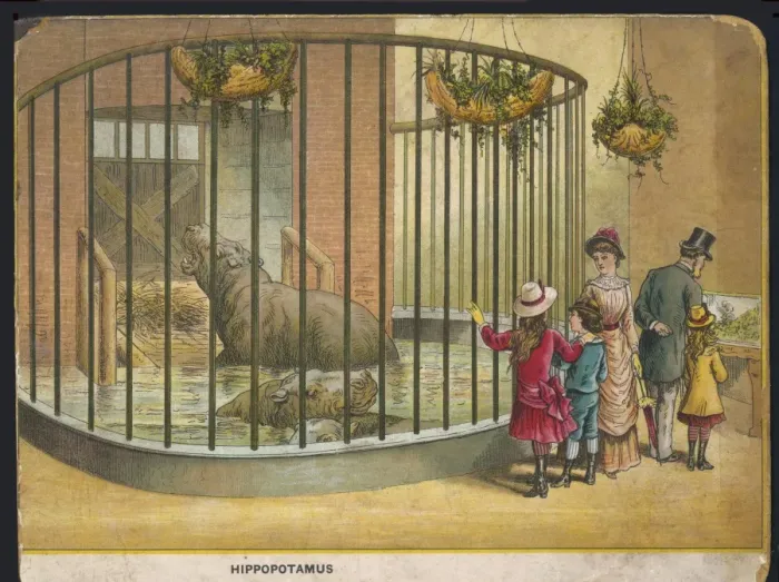 Framed Print : Hippopotamus Zoo Framed Print : Hippopotamus Zoo