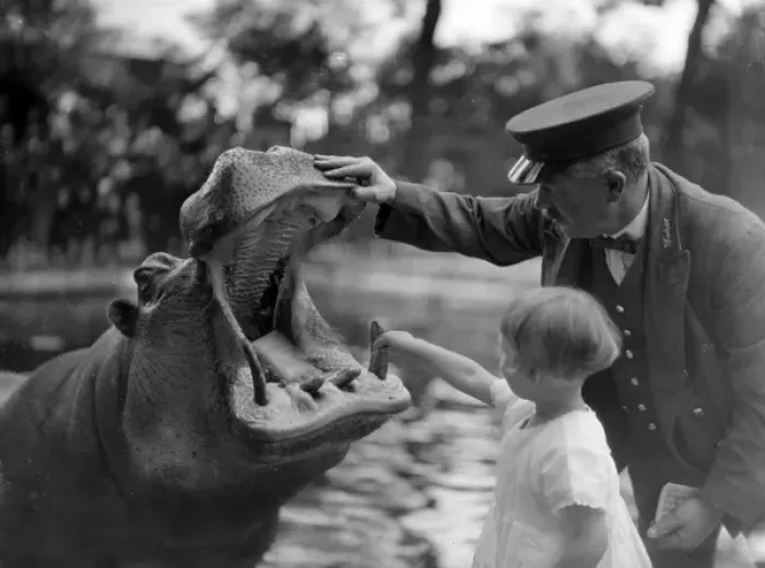 Framed Print : Hippos Dental Check Framed Print : Hippos Dental Check
