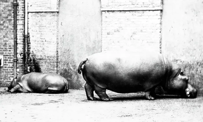 Framed Print : Hippos at London Zoo in the 1870s. Obaysch and Guy Fawkes Framed Print : Hippos at London Zoo in the 1870s. Obaysch and Guy Fawkes