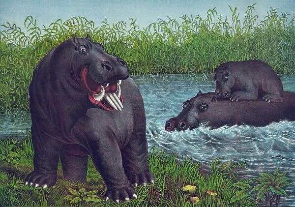 The hippototamus