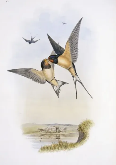 Framed Print : Hirundo rustica, barn swallow Framed Print : Hirundo rustica, barn swallow