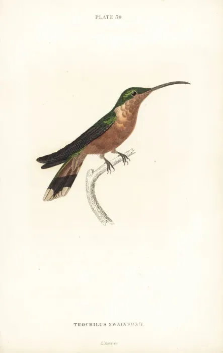 Framed Print : Hispaniolan emerald, Chlorostilbon swainsonii Framed Print : Hispaniolan emerald, Chlorostilbon swainsonii