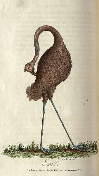 Emu. An emu preening itself. From book: The history of New South Wales Date: 1802