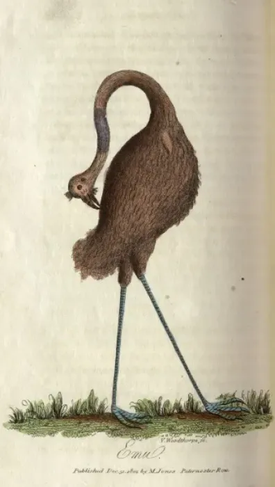Framed Print : Emu. An emu preening itself. From book: The history of New South Wales Date: 1802 Framed Print : Emu. An emu preening itself. From book: The history of New South Wales Date: 1802