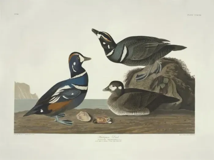 Framed Print : Histrionicus histrionicus, harlequin duck Framed Print : Histrionicus histrionicus, harlequin duck