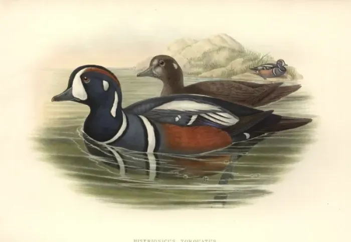 Framed Print : Histrionicus histrionicus, harlequin duck Framed Print : Histrionicus histrionicus, harlequin duck