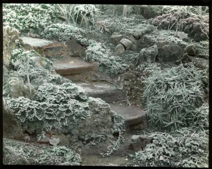 Framed Print : Hoar frost on plants in a garden Framed Print : Hoar frost on plants in a garden
