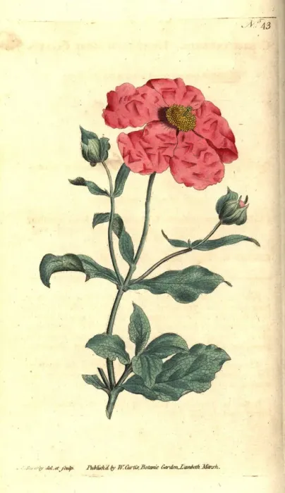 Framed Print : Hoary cistus or rose cistus, Cistus incanus Framed Print : Hoary cistus or rose cistus, Cistus incanus