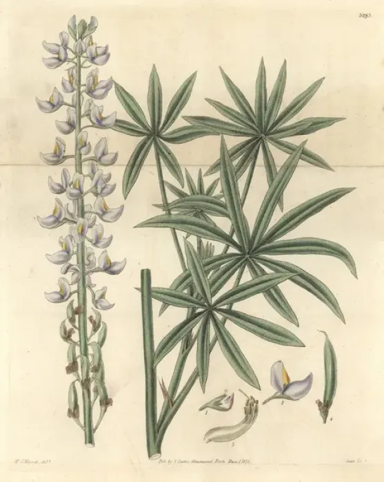 Framed Print : Hoary lupine, Lupinus incanus or Lupinus albescens Framed Print : Hoary lupine, Lupinus incanus or Lupinus albescens