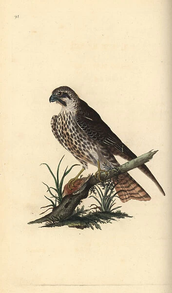 Hobby, Falco subbuteo, with one foot on a dead bird