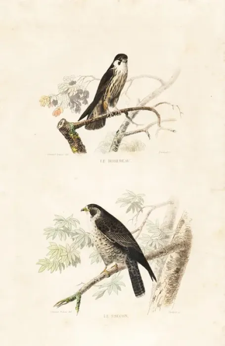 Framed Print : Hobby and falcon Framed Print : Hobby and falcon