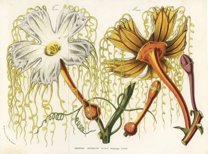Framed Print : Hodgsonia heteroclita flowers, female and male Framed Print : Hodgsonia heteroclita flowers, female and male