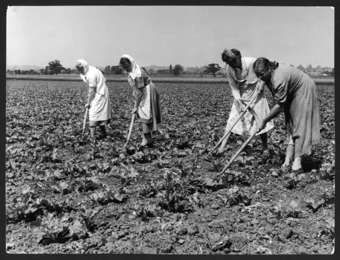 Framed Print : Hoeing Sugar Beet Framed Print : Hoeing Sugar Beet