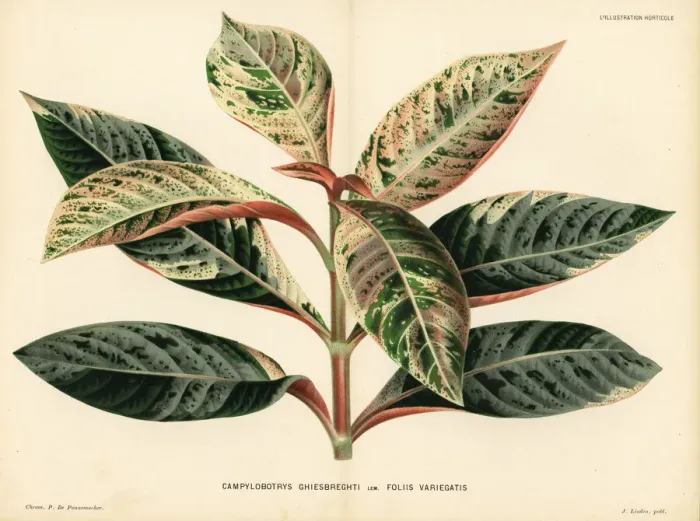 Framed Print : Hoffmannia ghiesbreghtii Framed Print : Hoffmannia ghiesbreghtii