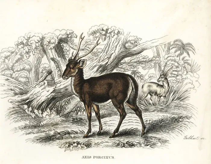 Framed Print : Hog deer, Axis porcinus, endangered Framed Print : Hog deer, Axis porcinus, endangered