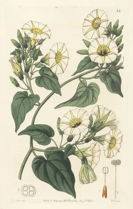 Framed Print : Hogvine, Merremia umbellata Framed Print : Hogvine, Merremia umbellata