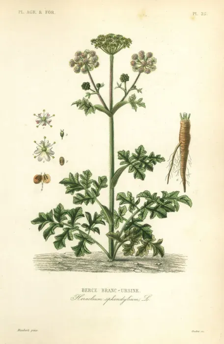 Framed Print : Hogweed or cow parsnip, Heracleum sphondylium Framed Print : Hogweed or cow parsnip, Heracleum sphondylium