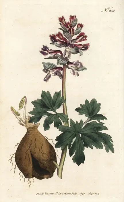 Framed Print : Hollow root, Corydalis cava