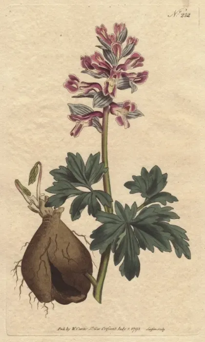 Framed Print : Hollow-rooted fumitory with dusty mauve flowers Framed Print : Hollow-rooted fumitory with dusty mauve flowers