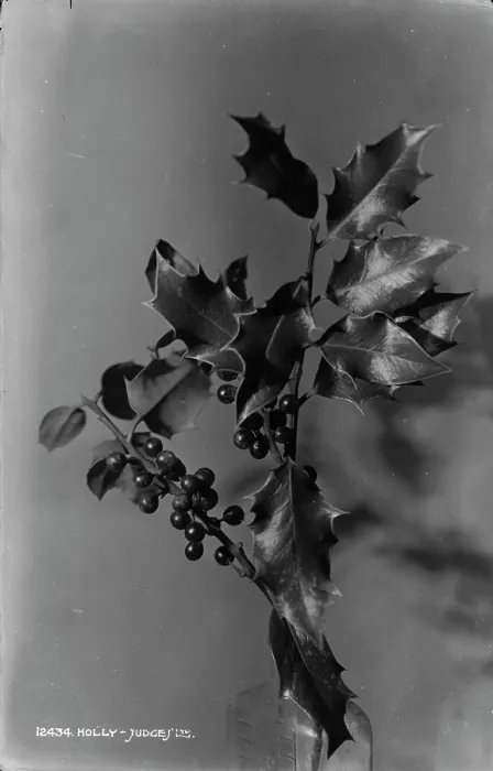 Framed Print : Holly Branch Framed Print : Holly Branch