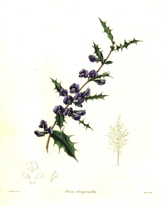 Framed Print : Holly-leaved hovea, Hovea chorizemifolia Framed Print : Holly-leaved hovea, Hovea chorizemifolia