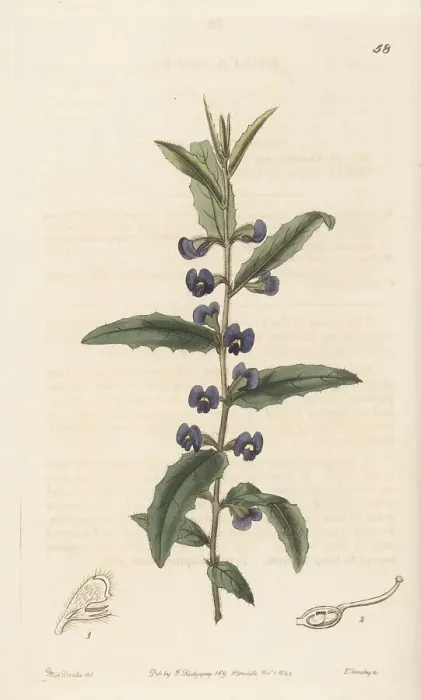 Framed Print : Holly-leaved hovea, Hovea chorizemifolia Framed Print : Holly-leaved hovea, Hovea chorizemifolia