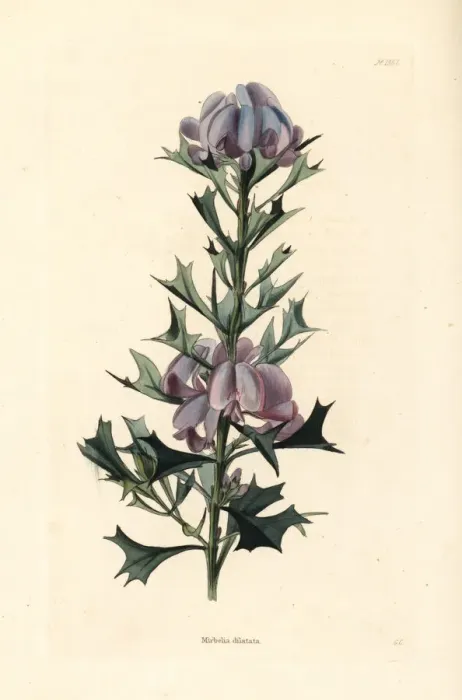 Framed Print : Holly-leaved mirbelia, Mirbelia dilatata Framed Print : Holly-leaved mirbelia, Mirbelia dilatata