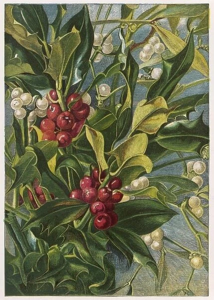 Holly & Mistletoe. Ilex Aquifolium (Holly) and Viscum Album (Mistletoe)