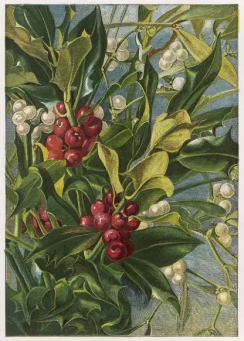 Framed Print : Holly & Mistletoe Framed Print : Holly & Mistletoe