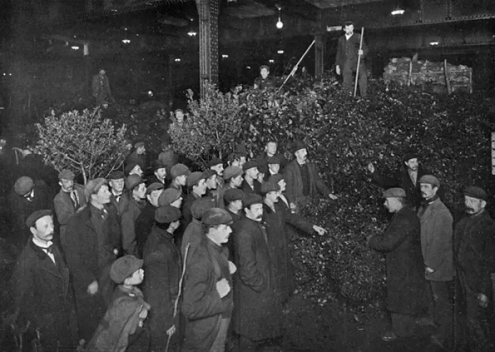 Framed Print : Holly for sale in Covent Garden Framed Print : Holly for sale in Covent Garden