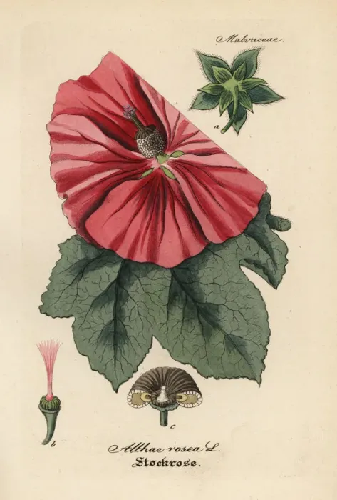 Framed Print : Hollyhock, Alcea rosea Framed Print : Hollyhock, Alcea rosea