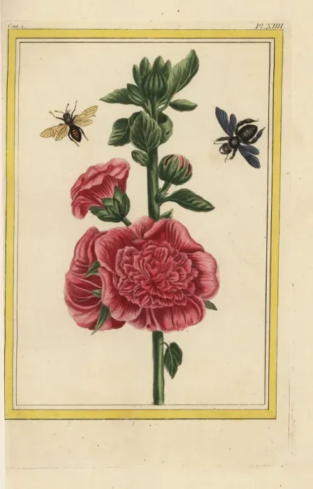Framed Print : Hollyhock, Alcea rosea Framed Print : Hollyhock, Alcea rosea