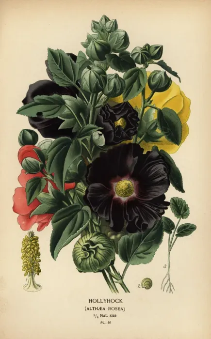 Framed Print : Hollyhock, Alcea rosea Framed Print : Hollyhock, Alcea rosea